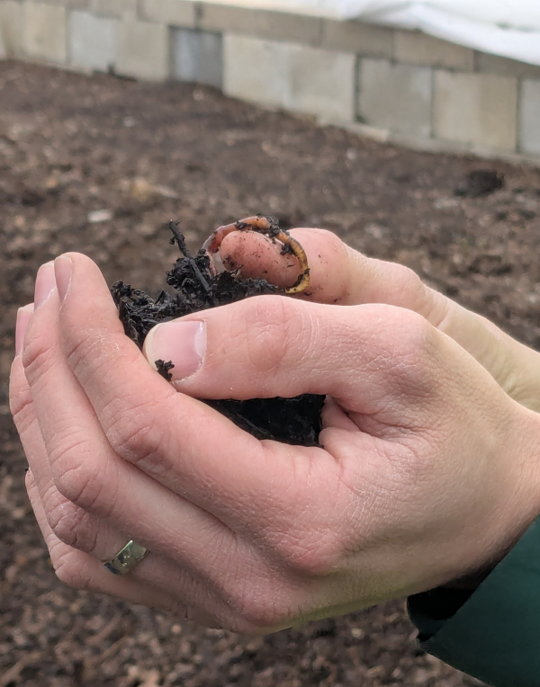 Chris holding dirt and red wiggler worms