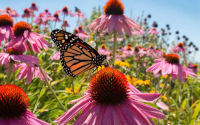 Monarch resting on a coneflower in a garden