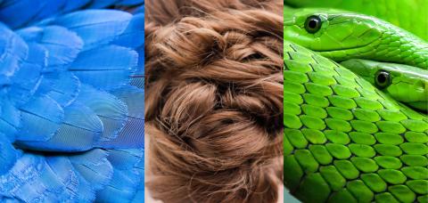 blue feathers, brown hair, green scales