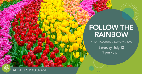 Photo of rows of tulips