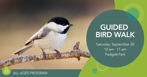 Chickadee on a branch