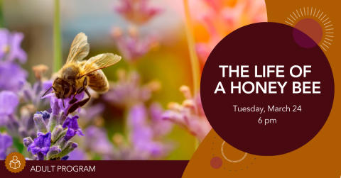 Honey bee resting on a flower