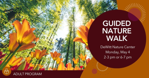 Picture of flowers in the woods