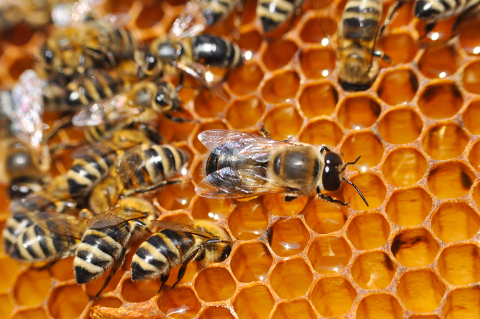 honey bees on honeycomb
