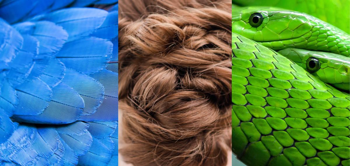 blue feathers, brown hair, green scales