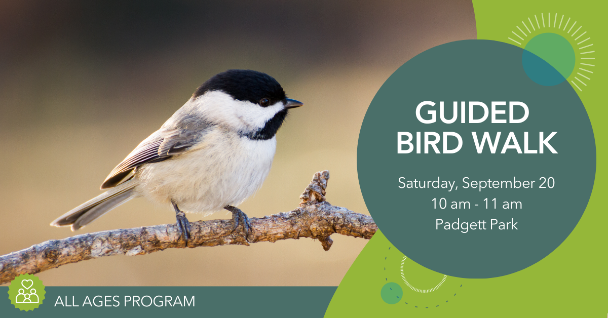 Chickadee on a branch