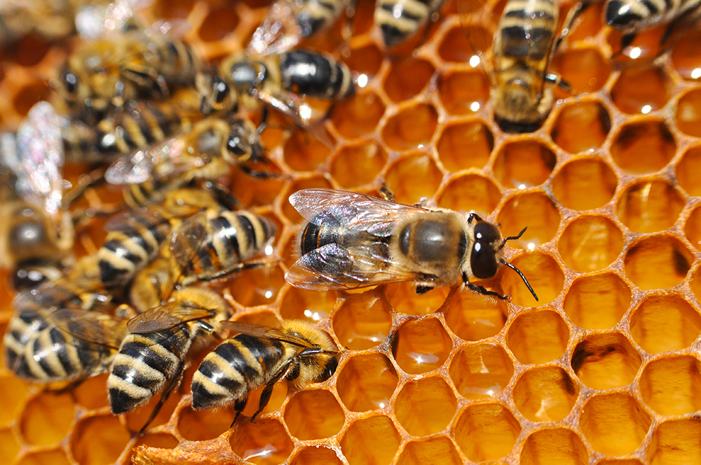 honey bees on honeycomb